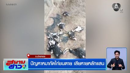 ปัญหาหมากัดไก่ชนตาย เสียหายหลักแสน
