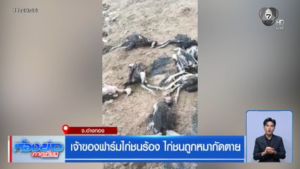 เจ้าของฟาร์มไก่ชนร้อง ไก่ชนถูกหมากัดตาย