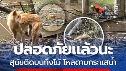 ช่วยสุนัข ติดบนเศษกิ่งไม้ไหลมาตามกระแสน้ำ  คาดติดมาหลายวันแล้ว