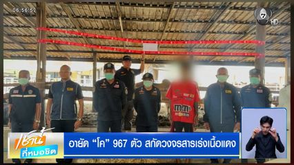 อายัด "โค" 967 ตัว สกัดวงจรสารเร่งเนื้อแดง