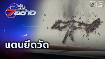 7 วัน 7 อย่าง : แตนยึดวัด