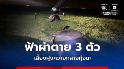 สลด ฟ้าผ่าตาย 3 ตัว เลี้ยงฝูงควายกลางทุ่งนา