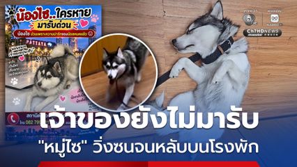 เจ้าของยังไม่มารับ หมู่ไซ สุนัขพลัดหลงวิ่งเล่นจนหลับบนโรงพักเมืองพัทยา