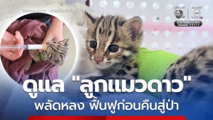 ดูแล "ลูกแมวดาว" พลัดหลง เร่งฟื้นฟูสุขภาพ พร้อมดูแลความปลอดภัย เพื่อลดความตกใจของสัตว์ป่าวัยอ่อน ก่อนปล่อยคืนสู่ป่า