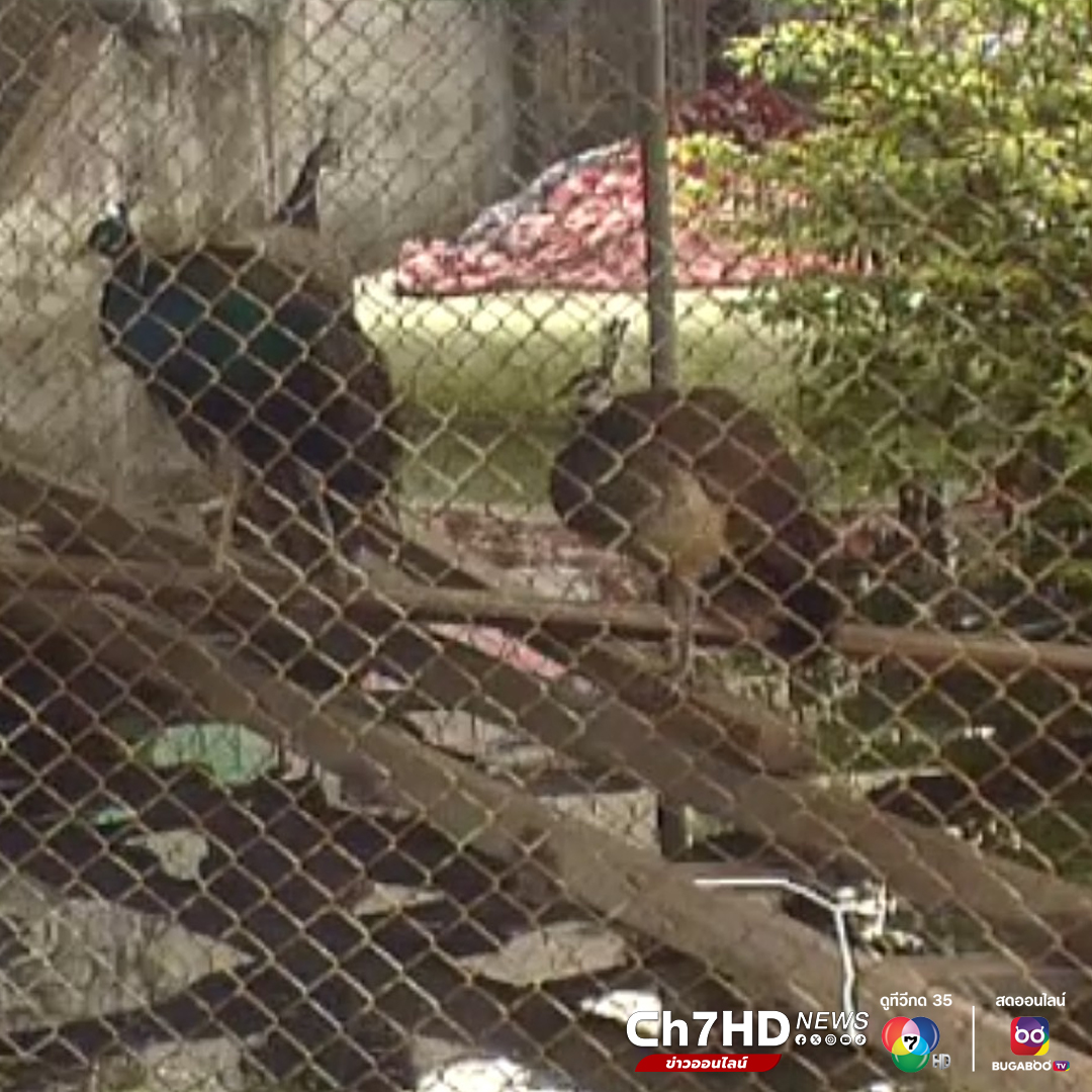 ไวต์เฮาส์