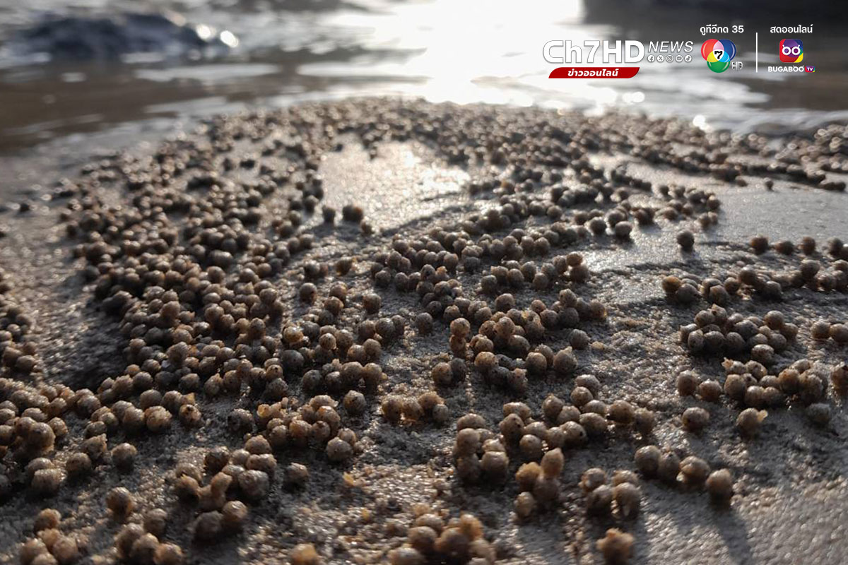 ปูทหาร, ปูปั้นทราย