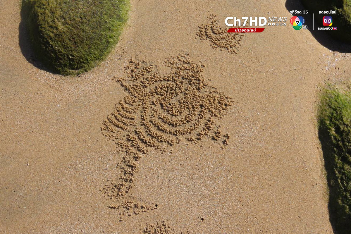 ปูทหาร, ปูปั้นทราย