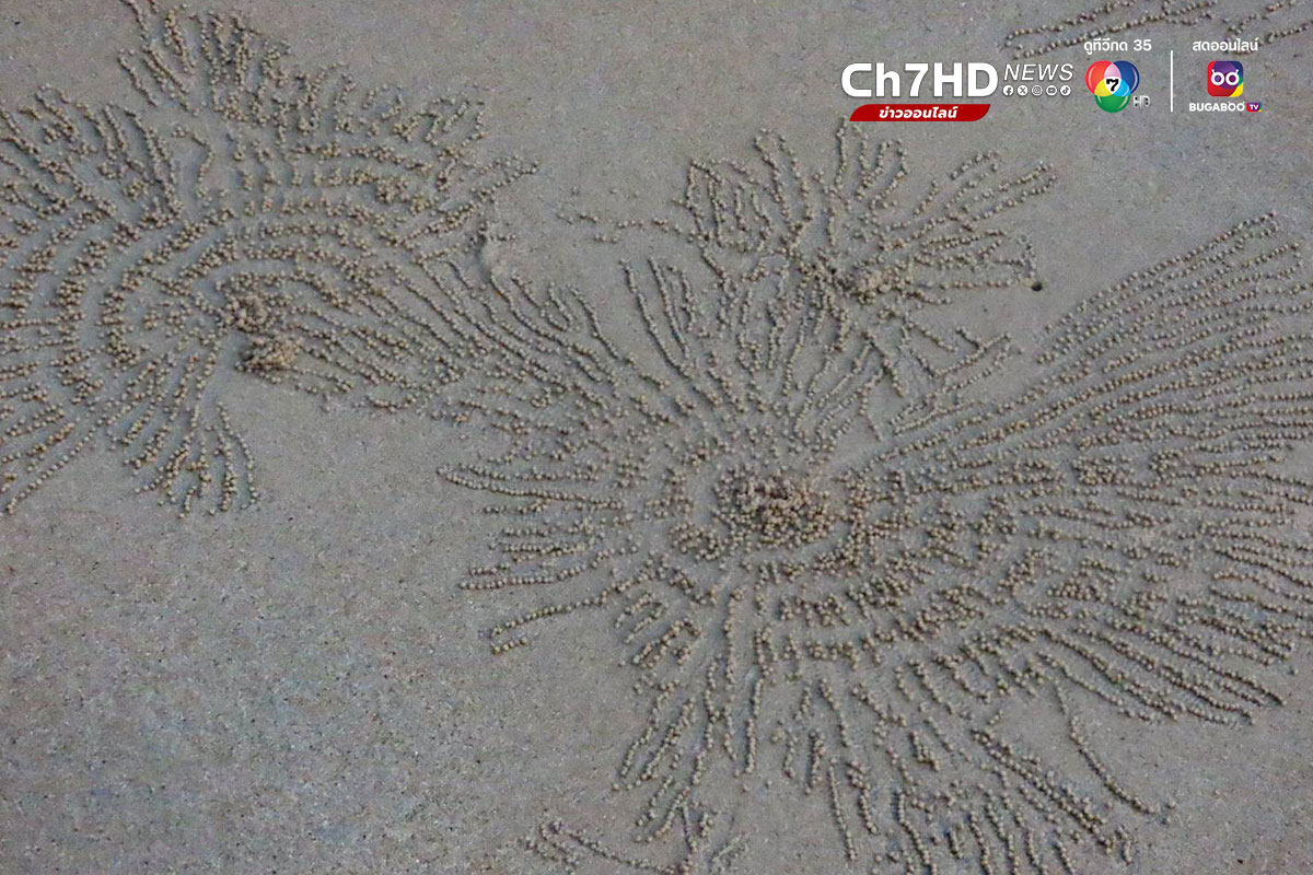 ปูทหาร, ปูปั้นทราย