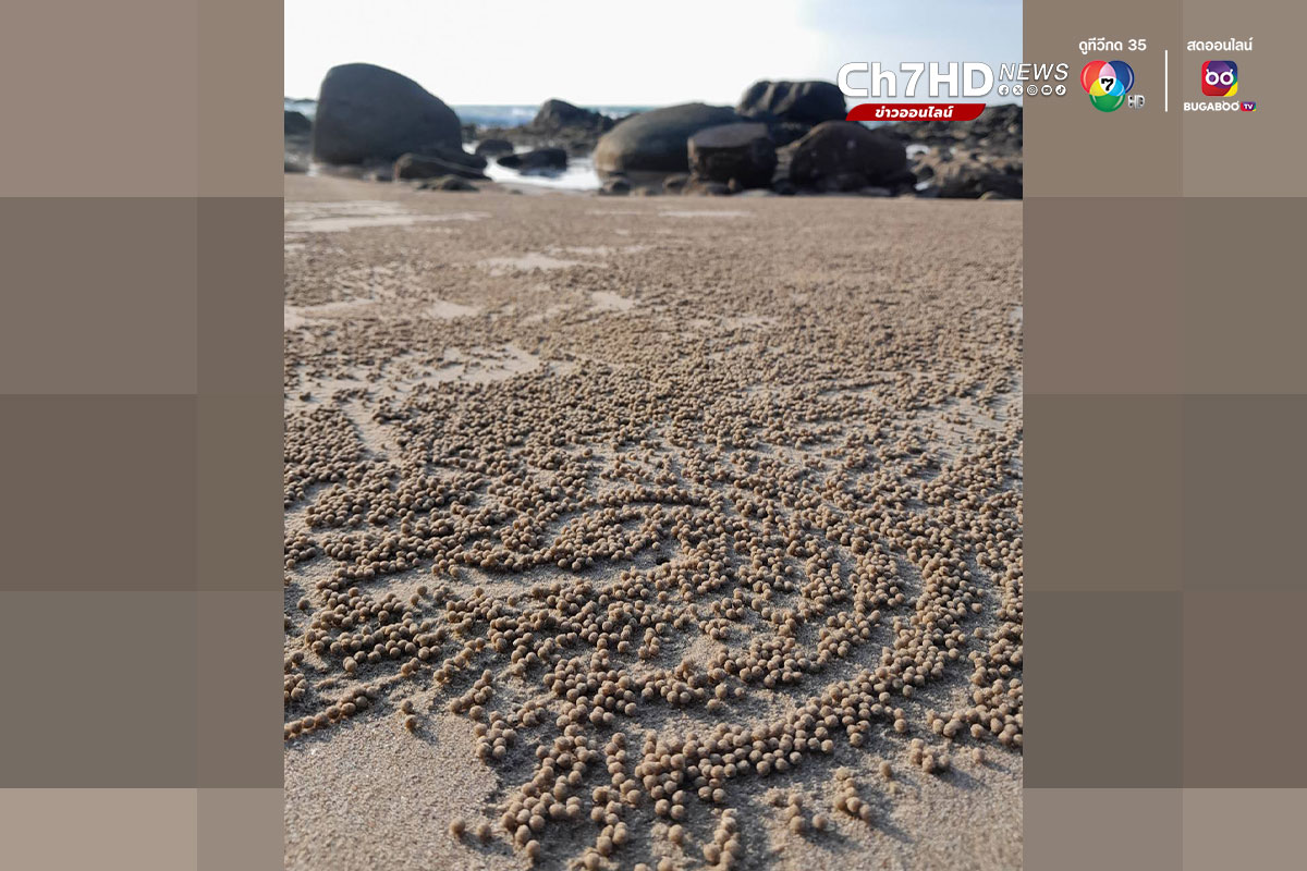 ปูทหาร, ปูปั้นทราย