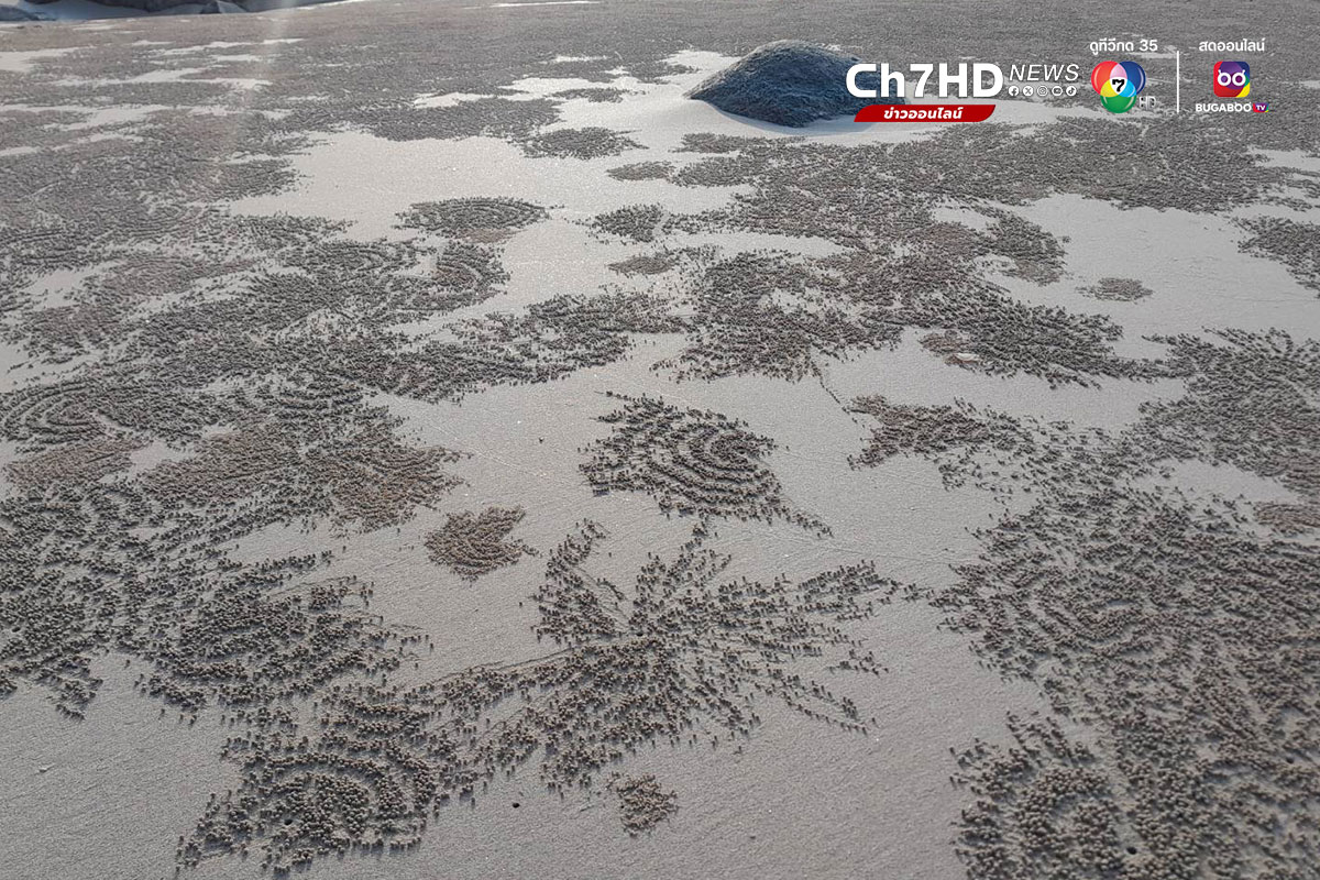 ปูทหาร, ปูปั้นทราย