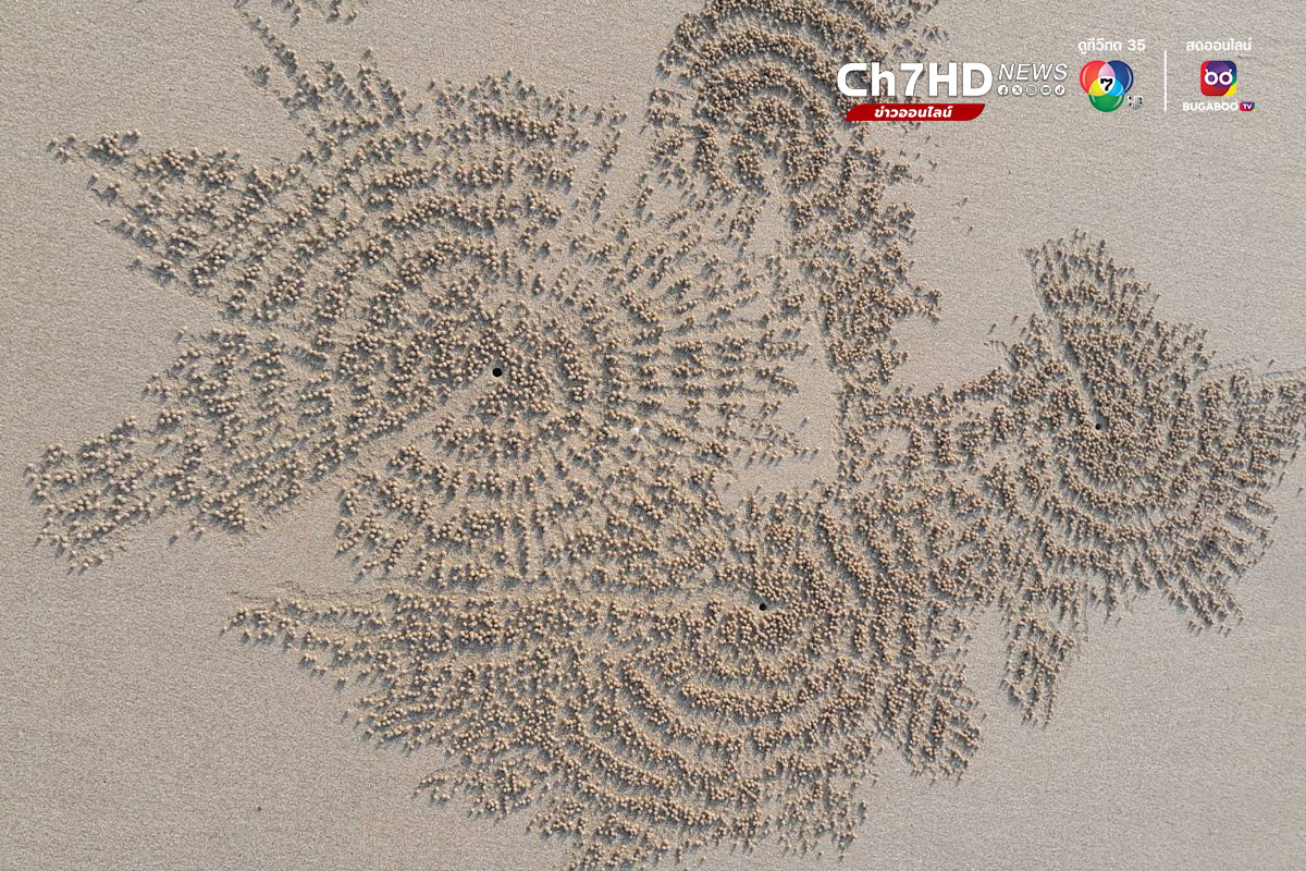 ปูทหาร, ปูปั้นทราย