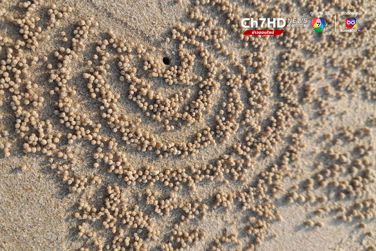 ปูทหาร, ปูปั้นทราย