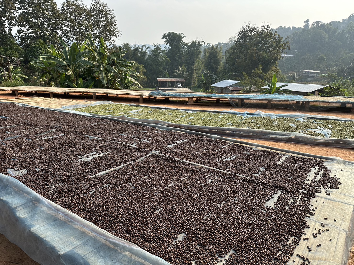 กาแฟน่าน